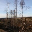 Bild 5: Mit der Entfichtung der Bachtäler kommt die Nationalparkverwaltung der Zielvorgabe nach heimische Pflanzenarten wie die Erle zu schützen. Foto: Nationalparkverwaltung