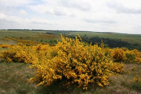 Bildautor: A. Pardey