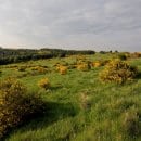 Bildautor: A. Pardey