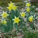 Blühende Narzissenwiesen erfreuen die Naturfreunde im Frühjahr. Foto: M. Wetzel