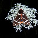 Brauner Bär (Quelle: K. Oerter)