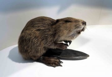 Buche, Biber, Hirsch &amp; Co. – Winter im Zentrum