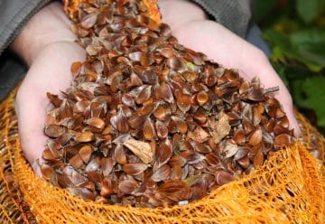 Buchecker-Ernte für die Waldentwicklung im Nationalpark Eifel