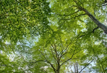 Buchen-Mischwälder prägen großere Bereiche des Nationalparks Eifel.