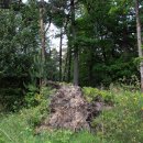 Bürger fragen zur Waldentwicklung im Hetzinger Wald. (Foto: Nationalparkverwaltung Eifel/A. Olligschläger)