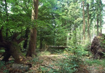 Bürgerwanderung am kommenden Samstag ab Parkplatz Lorbachsgarten