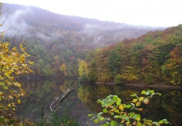 Bunter Herbstwald (23. Oktober 2007)