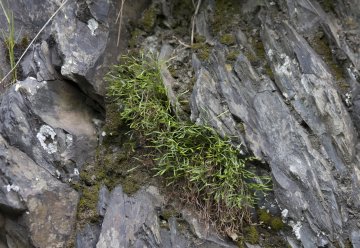 Charakteristisch für den Lebensraum Fels: Der Nordische Streifenfarn (Asplenium septentrionale) 