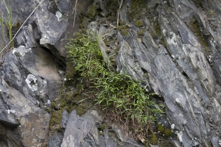 Charakteristisch für den Lebensraum Fels: Der Nordische Streifenfarn (Asplenium septentrionale) 