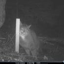 Dank eines Monitoring-Projektes liegen erstmals standardisierte Daten für den Bestand der Wildkatze vor. Mehr als 120 „Eifeltiger“ leben im Nationalpark Eifel.