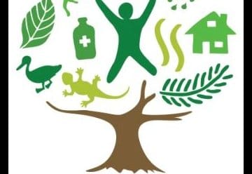 Das Internationale Jahr der Wälder hat begonnen