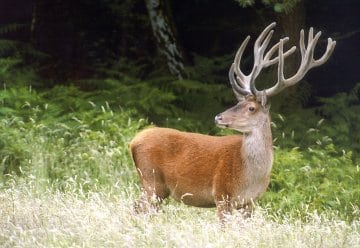 Das größte Tier der Eifel ist der Rothirsch.