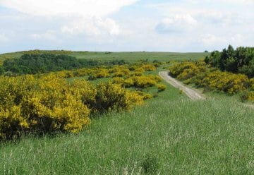 Dem Eifelgold im Nationalpark Eifel auf der Spur
