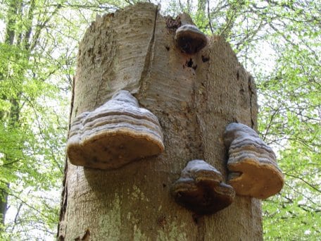 Den Zunderschwamm findet man besonders auffällig an alten Buchenstämmen.