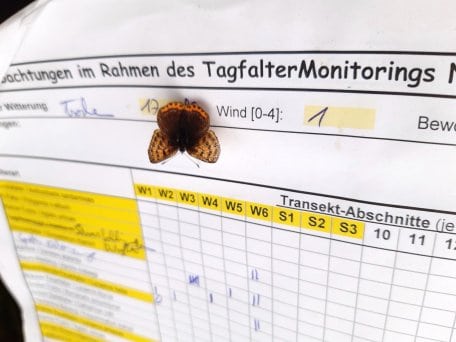 Der Aufruf richtet sich ausdrücklich nicht nur an Schmetterlingsexperten, sondern auch an versierte und motivierte Laien.