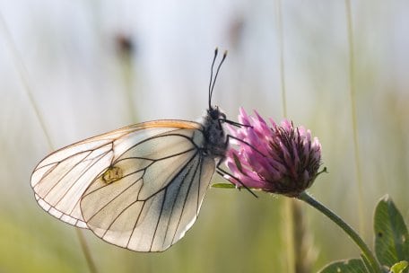 Der Baumweißling ist eine gefährdete Schmetterlings-Art.