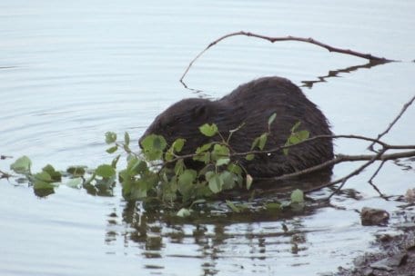 Der Biber hat sich erfolgreich in der Eifel angesiedelt.