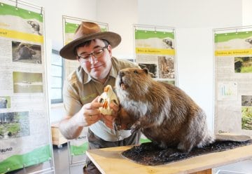 Der Biber steht im Zentrum – Sonderausstellung in der Erlebnisausstellung „Wildnis(t)räume“