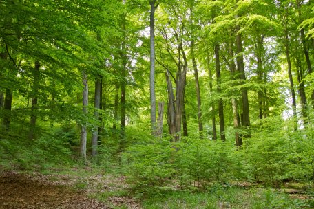 Der Buche kommt eine besondere Bedeutung im Nationalpark Eifel zu, da sie vor der intensiven Einflussnahme des Menschen den Hauptanteil an der Waldvegetation der Eifel bildete.