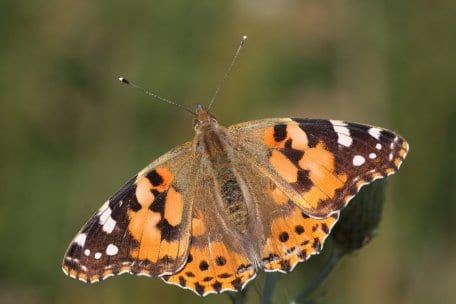 Der Distelfalter ist ein Langstreckenwanderer aus dem Mittelmeerraum.