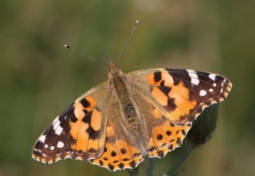 Der Distelfalter ist ein Langstreckenwanderer aus dem Mittelmeerraum.