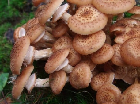 Der Dunkle Hallimasch gilt wegen der sich über viele tausend Quadratmeter erstreckenden unterirdischen Zellgeflechte als größtes Lebewesen der Welt .