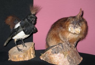 Der Februar im Nationalpark Eifel