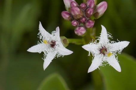 Der Fieberklee (Menyanthes trifoliata) ist wegen seiner dreigeteilten Blätter als &quot;Klee&quot; benannt worden, aber nicht mit dem Wiesenklee verwandt.