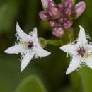 Der Fieberklee (Menyanthes trifoliata) ist wegen seiner dreigeteilten Blätter als "Klee" benannt worden, aber nicht mit dem Wiesenklee verwandt.