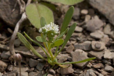 Der Hirschsprung besiedelt im Nationalpark die Bereiche der Talsperrenböschungen, die bei niedrigeren Wasserstand freigelegt werden.