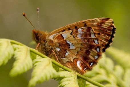 Der Hochmoor-Perlmutterfalter (Boloria aquilonaris) ist ein charakteristischer Schmetterling der Moore und Erica-Heiden.