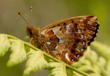 Der Hochmoor-Perlmutterfalter (Boloria aquilonaris) ist ein charakteristischer Schmetterling der Moore und Erica-Heiden.
