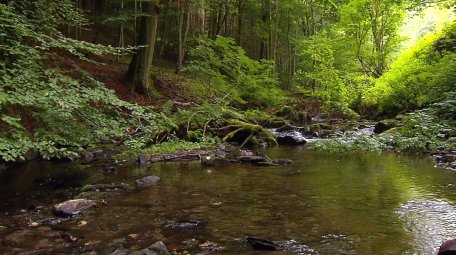 Der LIFE+ Film &quot;Wald - Wasser - Wildnis&quot; informiert über die Lebensräume des Nationalparks.