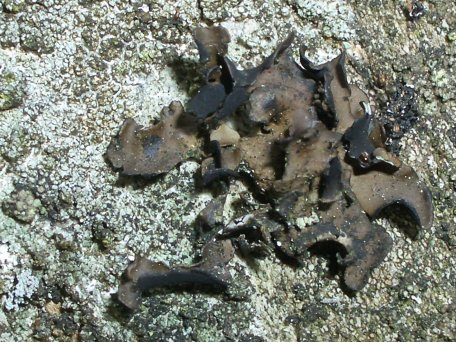 Der Lebensraum der Vielblättrigen Nabelflechte ist nach aktuellem Kenntnisstand auf wenige Mittelgebirgsregionen Deutschlands beschränkt. 