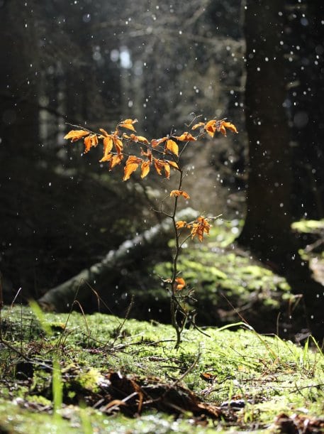 Der Nationalpark Eifel stellt die bodensauren, nährstoffarmen Laubmischwälder unter Schutz.