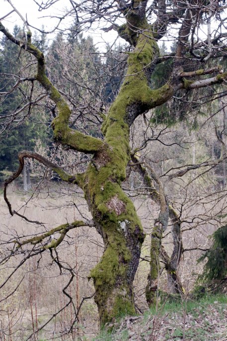 Der Natürlichkeitsgrad eines Waldes lässt sich an seinen Moosen und Flechten erkennen. Foto: A. Pardey