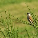 Der Neuntöter zählt zu den Arten, die offene strukturierte Landschaften mit vielen Gebüschen benötigen. Er findet unter anderem im Nationalpark Eifel ein Zuhause.