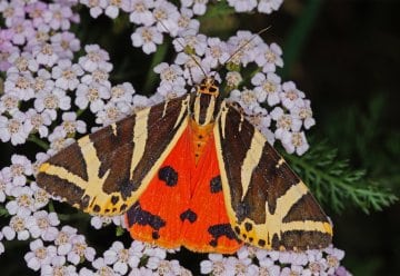 Der Schmetterling des Jahres 2025 fliegt im Nationalpark Eifel