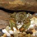 Der Steinkrebs soll im Projektgebiet an geeigneten Stellen ausgesetzt werden. Foto: Dr. H. Groß
