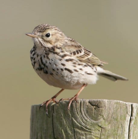 Der Wiesenpieper brütet auf den Wiesen und Weiden der Dreiborner Hochfläche.