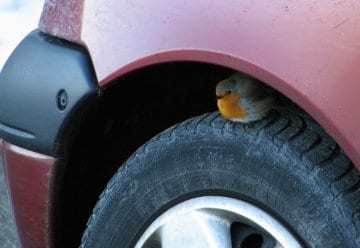 Der Winter ruft (22. November 2007)