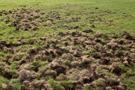 Der hohe Wildschweinbestand führt zur Zeit zu erheblichen Schäden auf Wiesen und Weiden in der Nordeifel. 