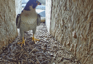 Der schnellste Vogel der Welt – jetzt live erlebbar in der Erlebnisausstellung „Wildnis(t)räume“ im Nationalpark-Zentrum Eifel