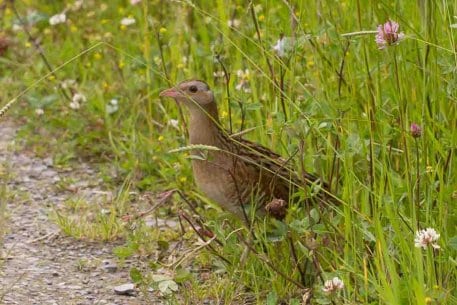 Der seltene Wachtelkönig Crex, crex, gesichtet im Nationalpark Eifel. Foto: A. Pardey