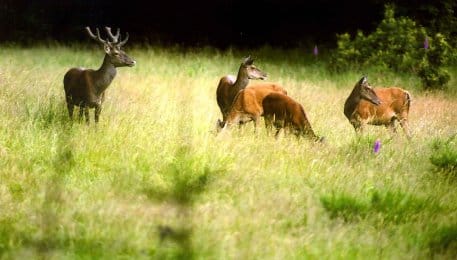 Derzeit ist Brunftzeit. An der Dreiborner Hochfläche im Nationalpark Eifel lassen sich Rothirsche von einer heute offiziell eröffneten Aussichtsempore beobachten. (Foto: J. Bey)
