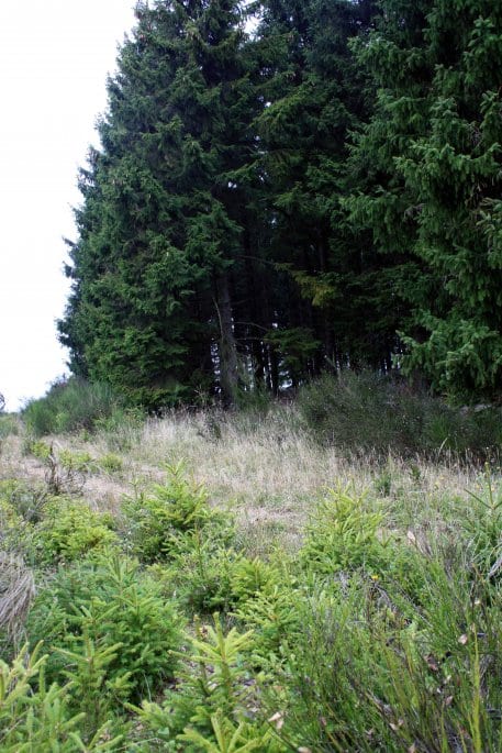 Derzeit werden die beiden Fichtenwäldchen auf der Dreiborner Hochfläche im Rahmen der Renaturierungsarbeiten entfernt.