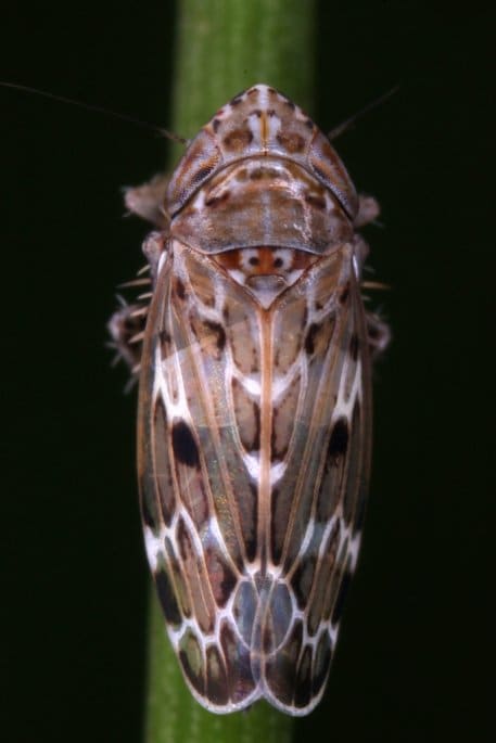 Die Arguszikade (Sardius argus) wurde 2011 im Nationalpark Eifel nachgewiesen und ist vom Aussterben bedroht. Foto: Gernot Kunz