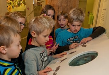 Die Ausstellung „Wildnis(t)räume“ im Nationalpark-Zentrum Eifel – Ein Ausflugsziel für Kitas und Schulen