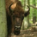 Die Bildbeschreibung finden Sie bitte unter der PM. Bildautor: A. Pardey