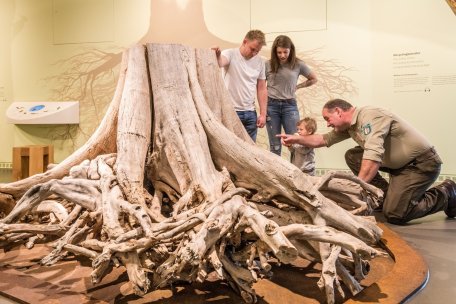 Die Erlebnisausstellung „Wildnis(t)räume“ bietet neue Perspektiven auf Wald und Bäume. Während der Deutschen Waldtage am kommenden Wochenende gibt es außerdem besondere Führungen.